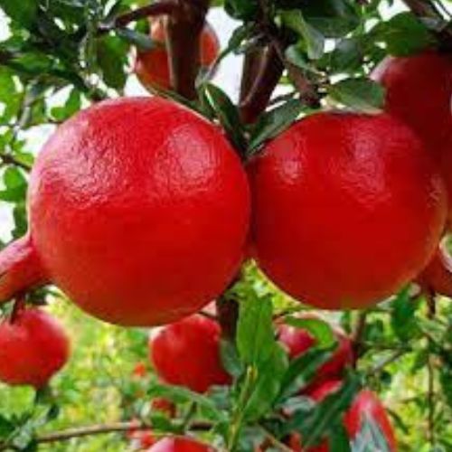 Pomegranate