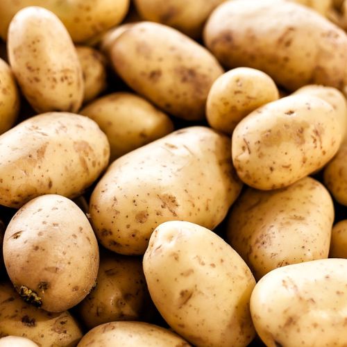 Potato